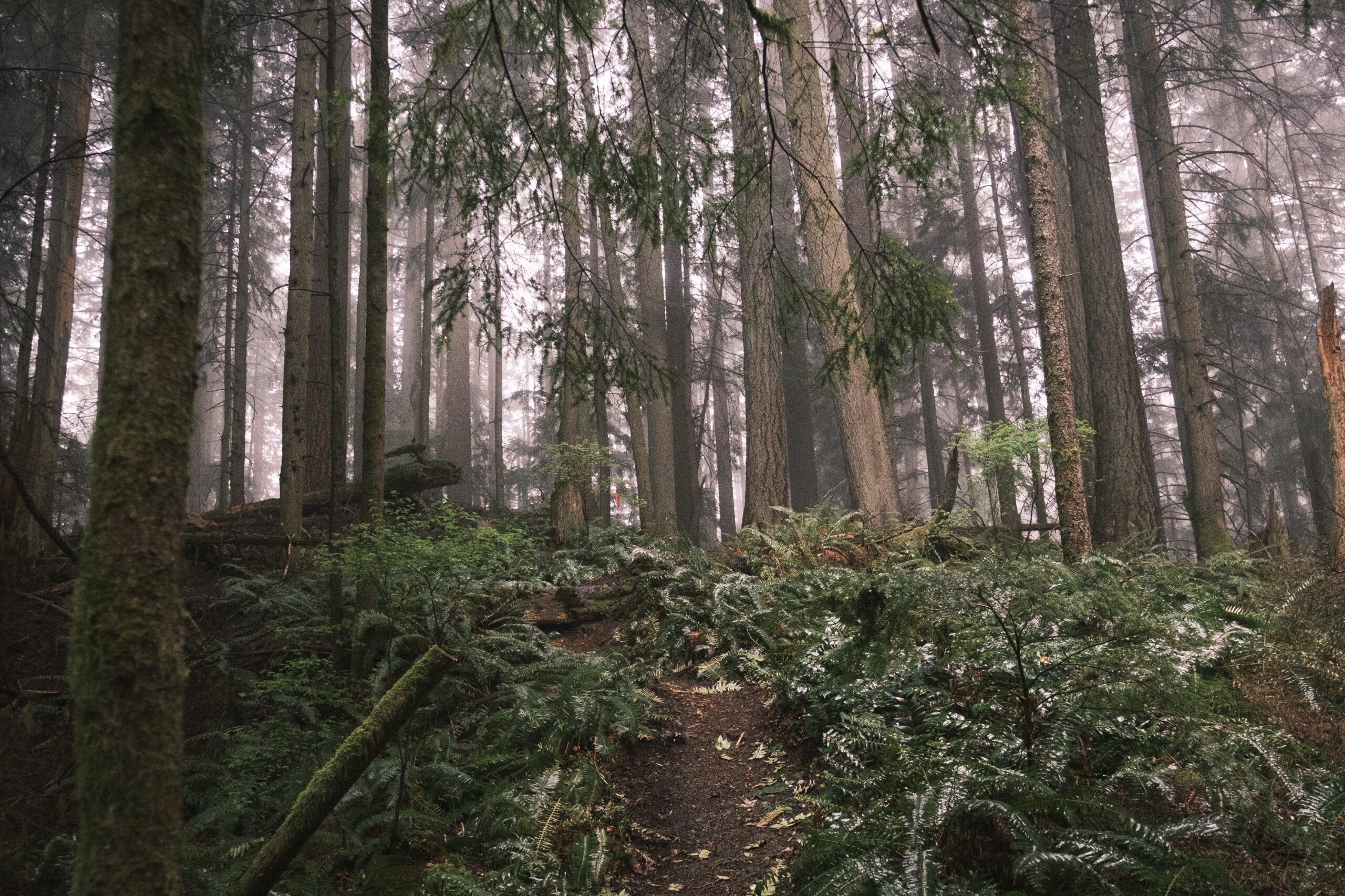 Squak Mountain, photo 4 of 8